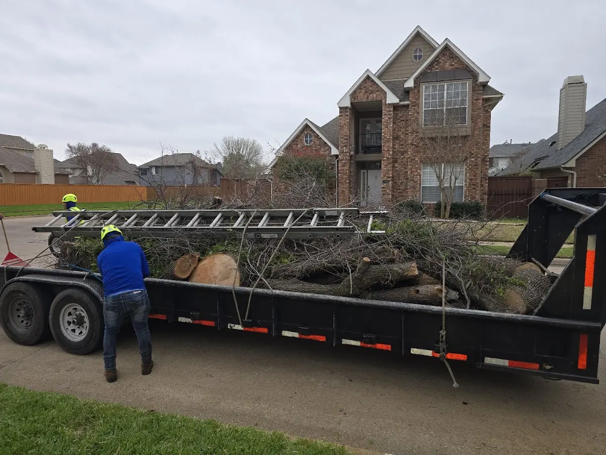 Expert Tree Removal with proper safety equipment in Eola